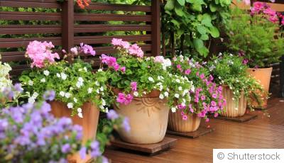 Quelles plantes planter en juin pour un extérieur verdoyant ?