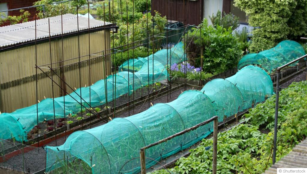 Comment protéger son potager des ravageurs naturellement