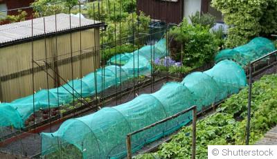 Comment protéger son potager des ravageurs naturellement
