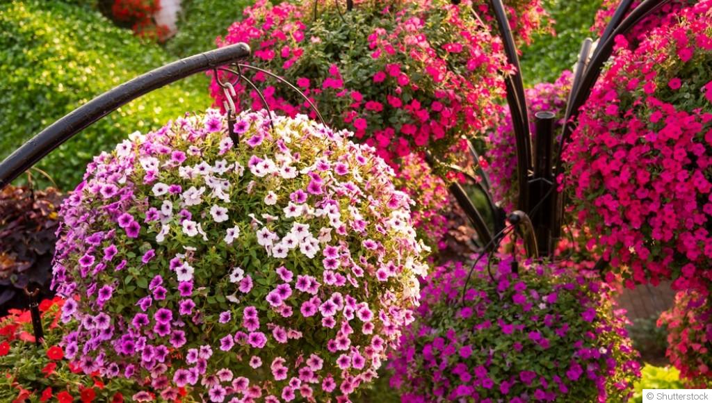 Fleurs d’été : les variétés qui résistent le mieux à la chaleur