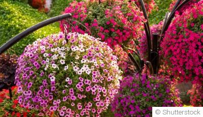 Fleurs d’été : les variétés qui résistent le mieux à la chaleur
