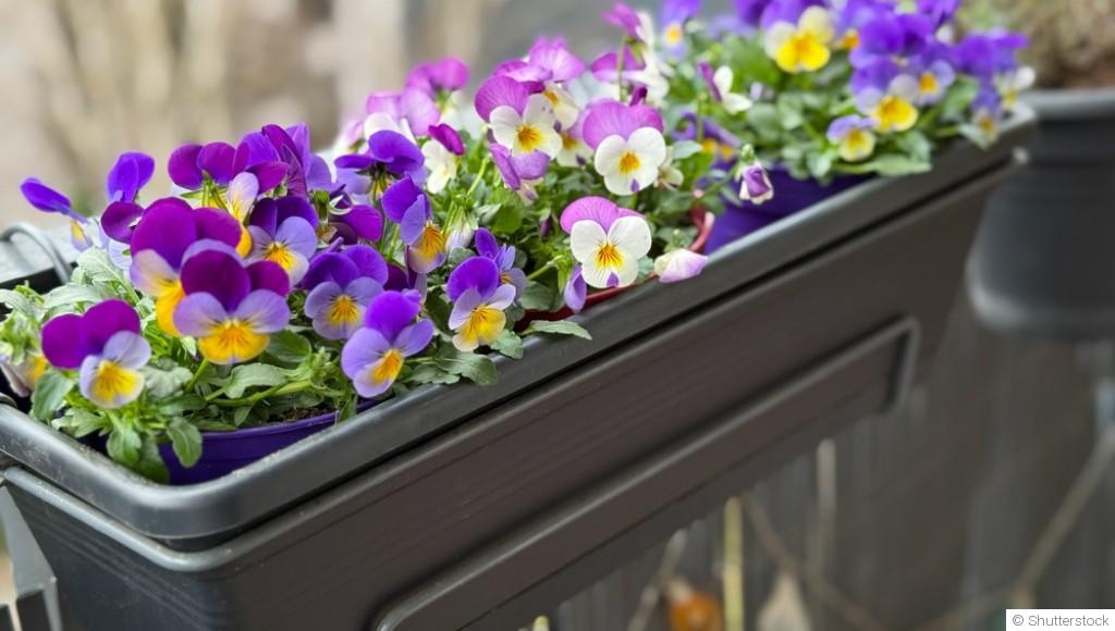 Fleurs en pot : que planter sur son balcon en cette saison