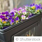 Fleurs en pot : que planter sur son balcon en cette saison