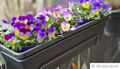 Fleurs en pot : que planter sur son balcon en cette saison