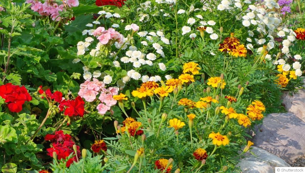 Fleurs vivaces : comment bien les installer pour une reprise rapide