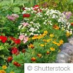 Fleurs vivaces : comment bien les installer pour une reprise rapide