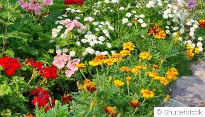 Fleurs vivaces : comment bien les installer pour une reprise rapide