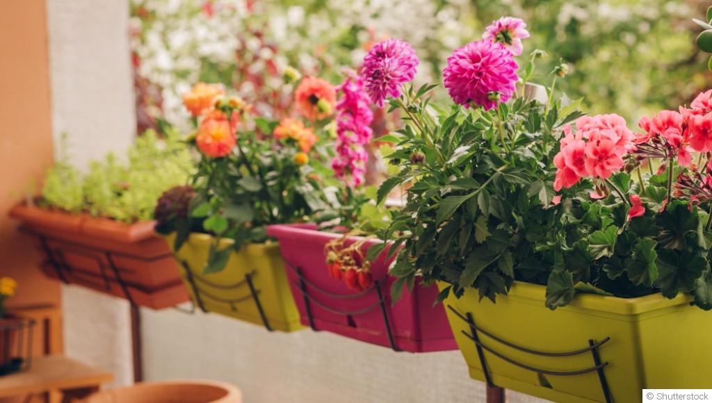 Les meilleures plantes pour un balcon exposé au soleil