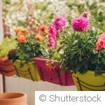 Les meilleures plantes pour un balcon exposé au soleil