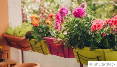 Les meilleures plantes pour un balcon exposé au soleil