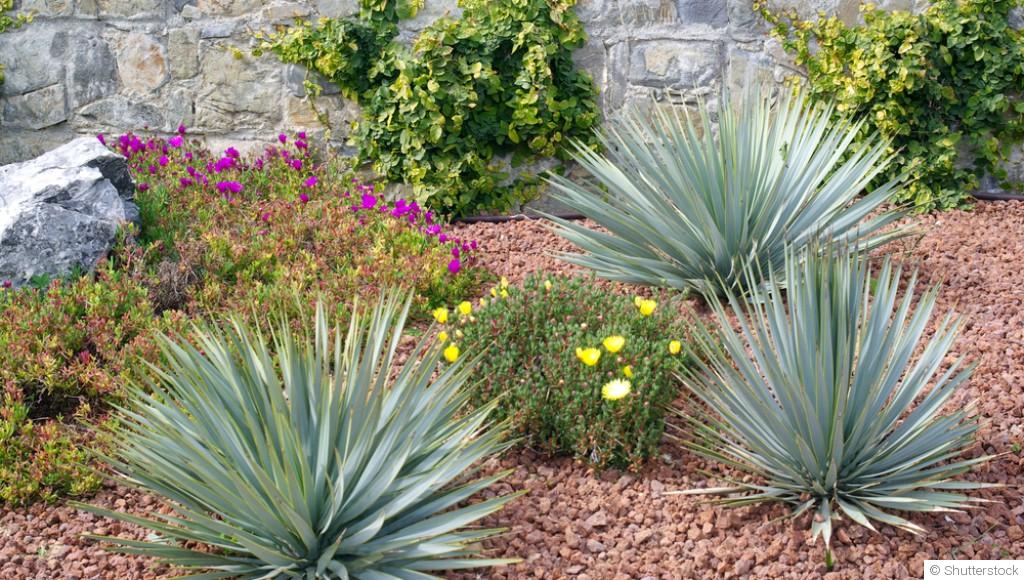 Les plantes idéales pour un jardin sans arrosage en été
