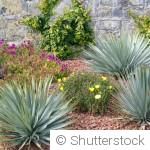 Les plantes idéales pour un jardin sans arrosage en été