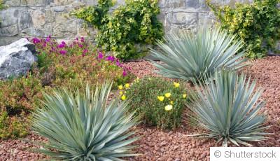 Les plantes idéales pour un jardin sans arrosage en été