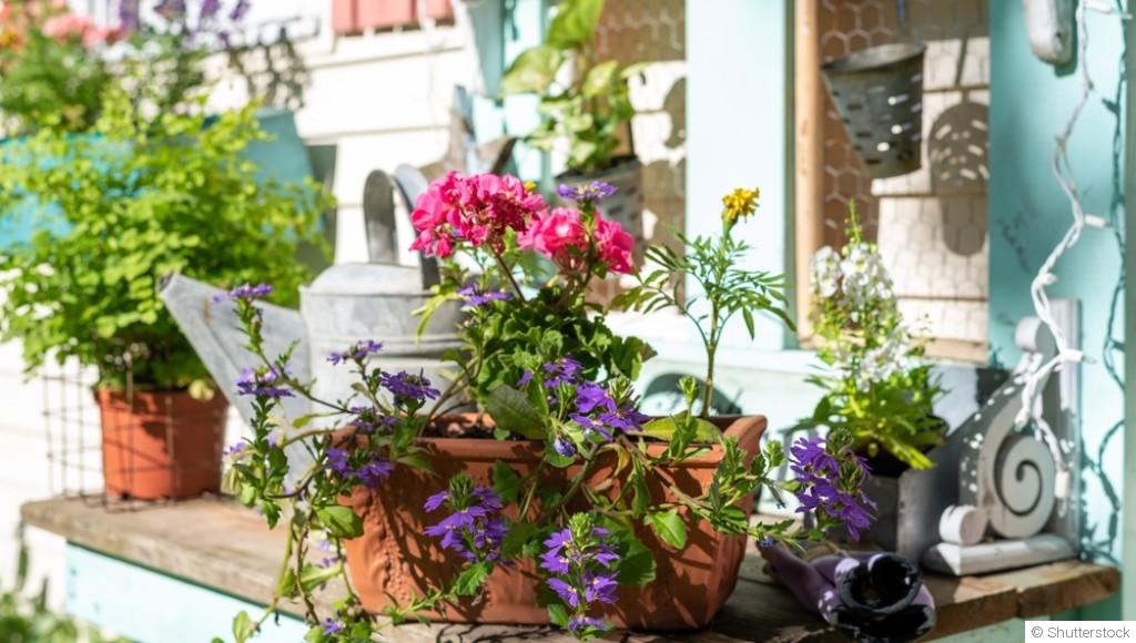Plantes en pot : les meilleures variétés à installer en juin