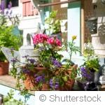 Plantes en pot : les meilleures variétés à installer en juin