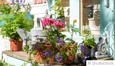 Plantes en pot : les meilleures variétés à installer en juin