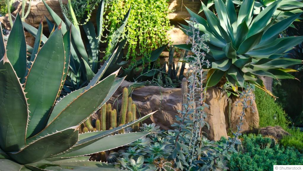 Les plantes qui supportent le plein soleil sans difficulté