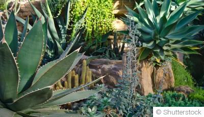 Les plantes qui supportent le plein soleil sans difficulté