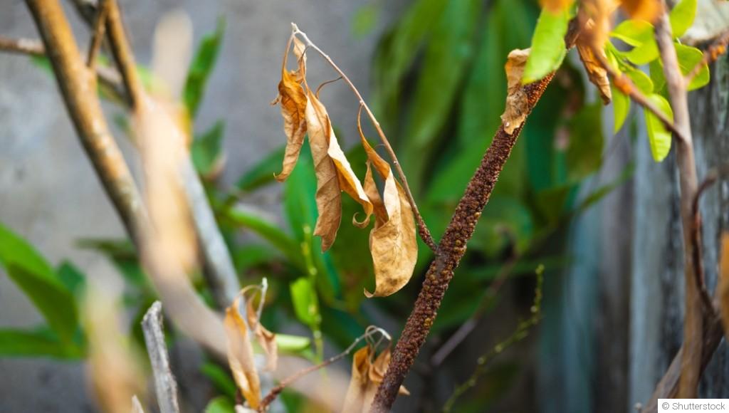 Pourquoi vos plantes souffrent en ce moment (et comment agir)