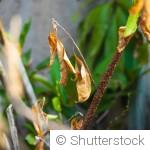 Pourquoi vos plantes souffrent en ce moment (et comment agir)