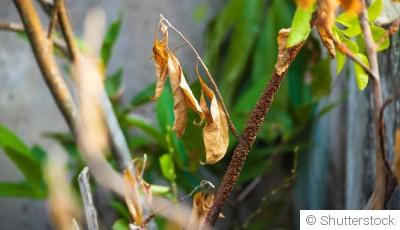 Pourquoi vos plantes souffrent en ce moment (et comment agir)
