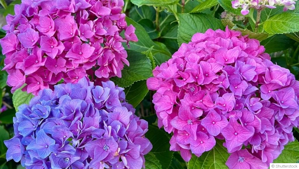 Quelles fleurs planter en juin pour un jardin coloré tout l’été ?