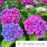 Quelles fleurs planter en juin pour un jardin coloré tout l’été ?