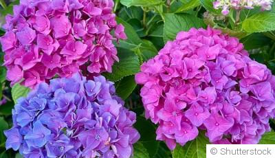 Quelles fleurs planter en juin pour un jardin coloré tout l’été ?