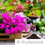 Quelles fleurs planter maintenant pour un jardin coloré tout l’été