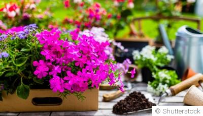 Quelles fleurs planter maintenant pour un jardin coloré tout l’été