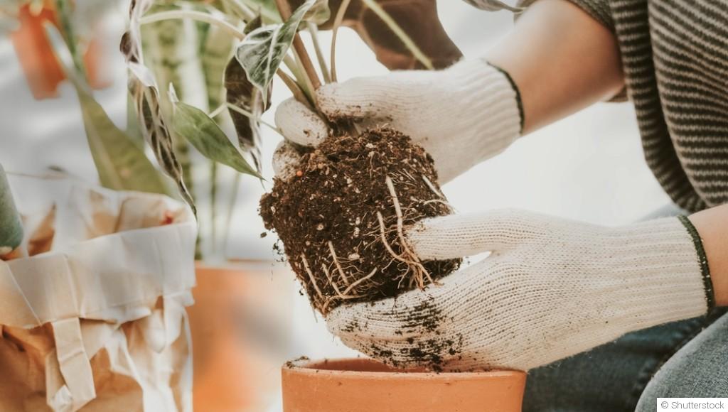 Rempotage : pourquoi c’est le moment idéal pour vos plantes