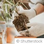 Rempotage : pourquoi c’est le moment idéal pour vos plantes