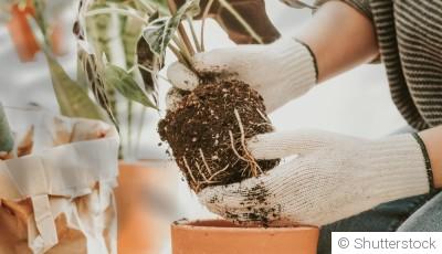 Rempotage : pourquoi c’est le moment idéal pour vos plantes