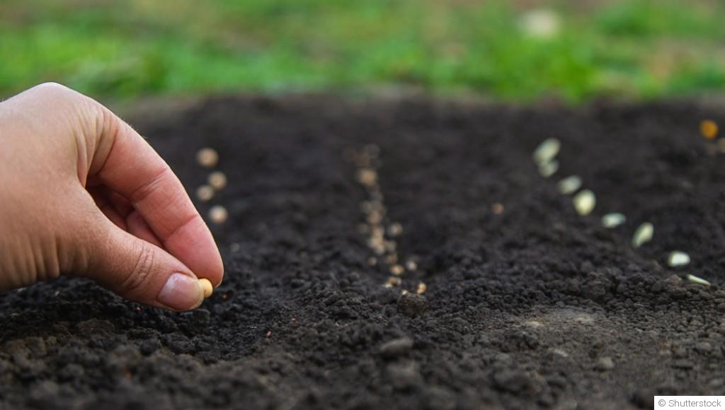 Les légumes à semer en juin pour une récolte d’été et d’automne