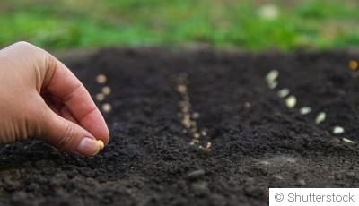 Les légumes à semer en juin pour une récolte d’été et d’automne