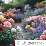 Comment conserver des fleurs éclatantes plus longtemps au jardin