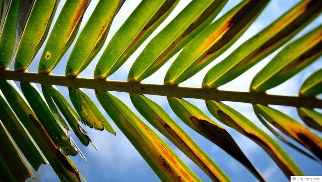 Comment sauver une plante qui souffre du soleil