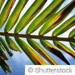 Comment sauver une plante qui souffre du soleil