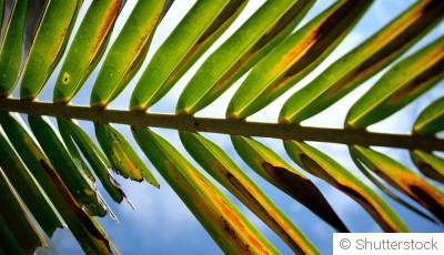 Comment sauver une plante qui souffre du soleil