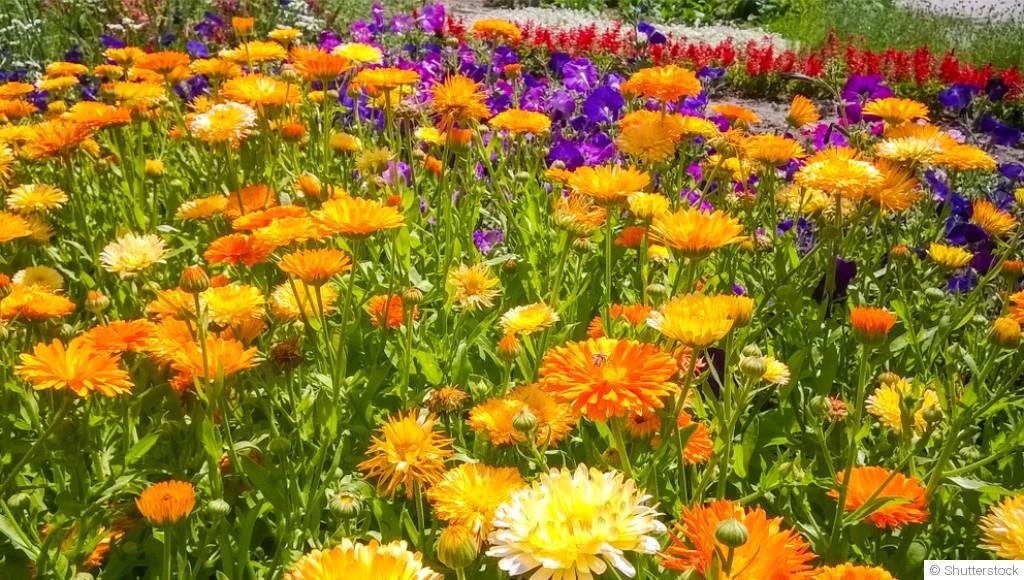 Comment prolonger la floraison de vos massifs malgré la chaleur ?