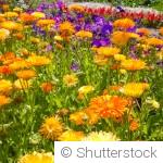 Comment prolonger la floraison de vos massifs malgré la chaleur ?