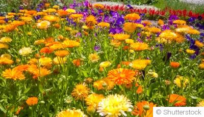Comment prolonger la floraison de vos massifs malgré la chaleur ?
