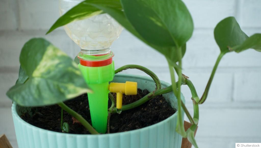 Les erreurs à éviter avec les plantes pendant les vacances