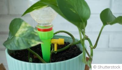 Les erreurs à éviter avec les plantes pendant les vacances