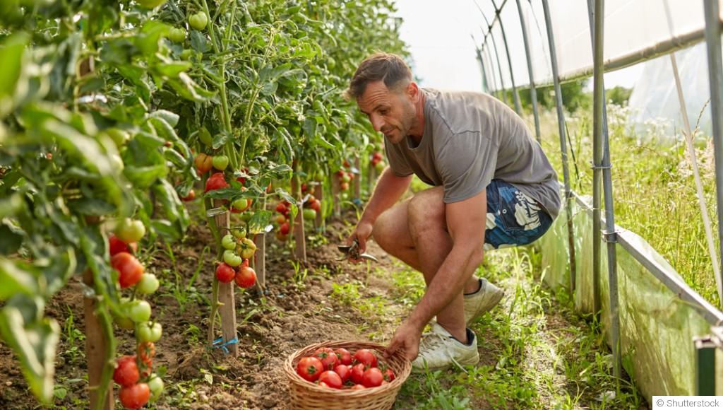 Les erreurs à éviter pour ne pas perdre ses récoltes
