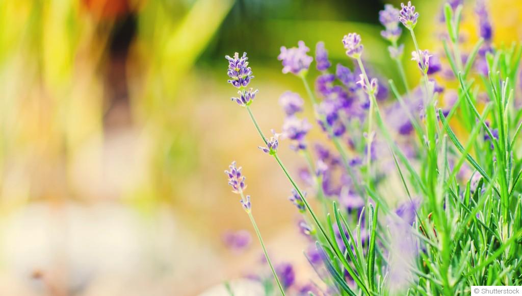 Plantes résistantes à la chaleur : notre sélection pour un jardin sans stress