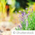 Plantes résistantes à la chaleur : notre sélection pour un jardin sans stress