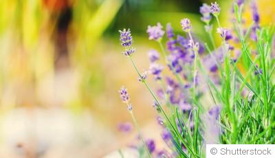 Plantes résistantes à la chaleur : notre sélection pour un jardin sans stress
