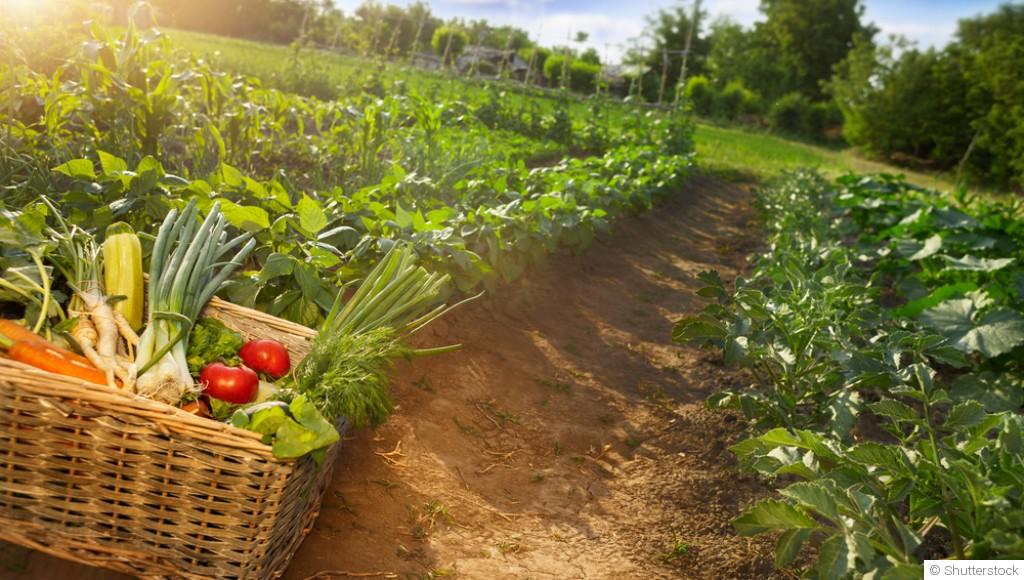 Comment garder un potager productif malgré les températures élevées