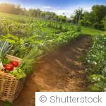 Comment garder un potager productif malgré les températures élevées